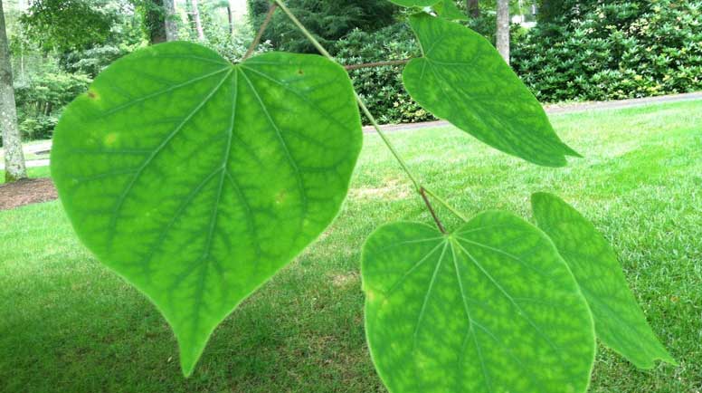 Chlorosis-of-Eastern-RedbudLawnD.jpg