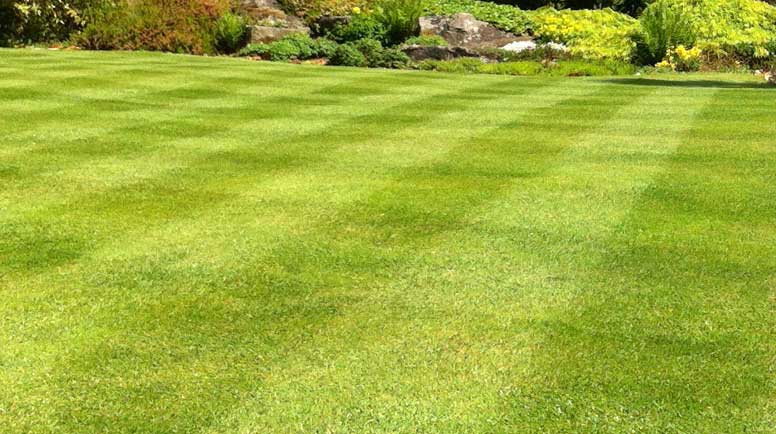 Image-of-garden-lawn-stripes,-green-grass-turf,-weedandfeed-fertiliser-000060255798_Medium.jpg