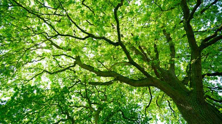 Mighty-Oak-Tree-from-below-000056382958_Large.jpg