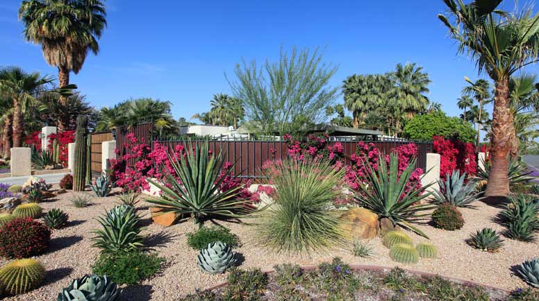 Spectacular-Water-Conservation-Gardening-With-Cactus-And-Succulents-000064591909_Large.jpg