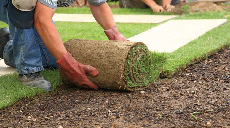 Laying-sod-for-new-lawn-000012697419_Large.jpg