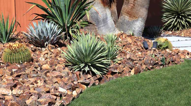 Conserving-Water-By-Gardening-With-Cactus-And-Succulents-000036567466_Large.jpg