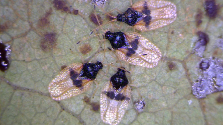DTREE Pests_lacebugs_avocado.jpg