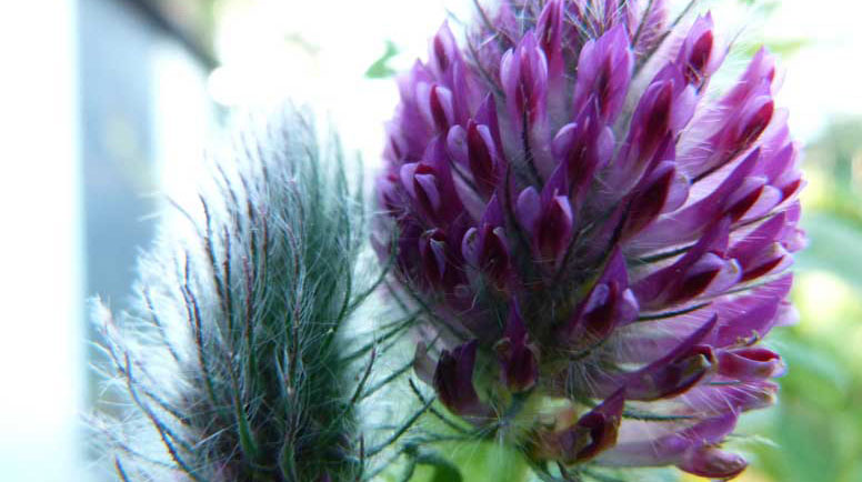 Agastache-flowers-in-closeup-000075460077_Large.jpg