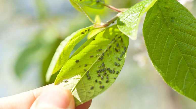 aphids--L+ñuse-Sch+ñdlingsbefall-000016377837_Large.jpg