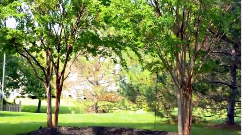 More sustainable yard.png