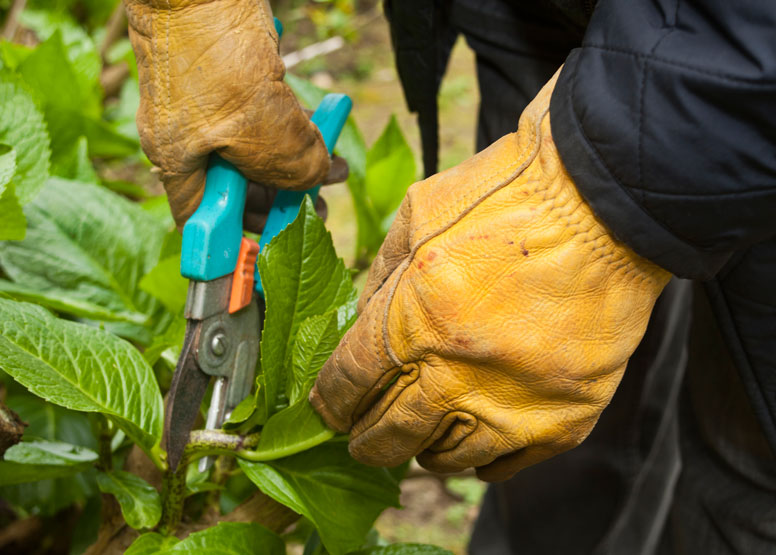 Pruning-the-hydrangea-000021648658_Large.jpg