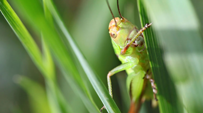 Grasshopper-000026087209_Large.jpg (1)