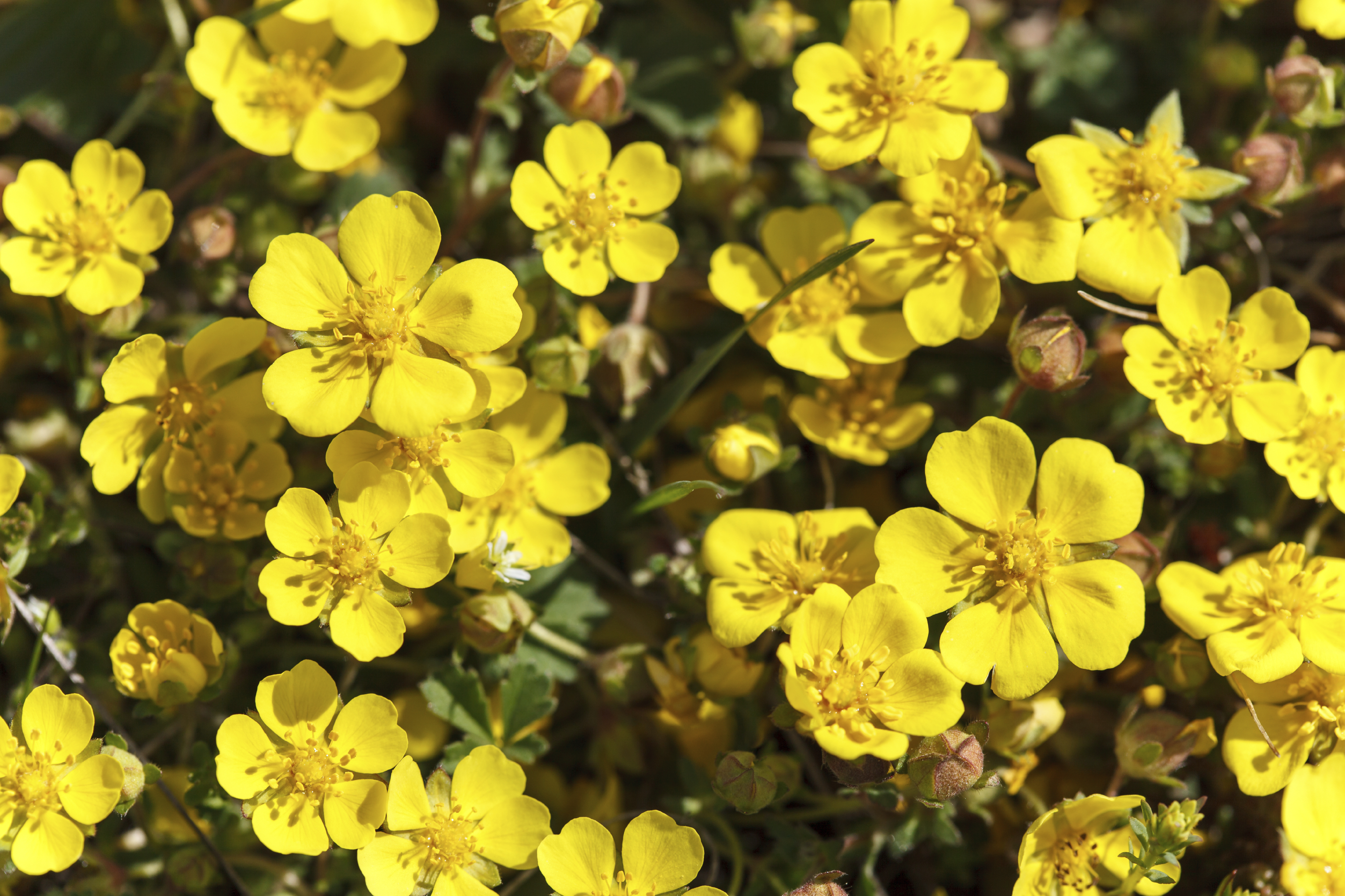 Yellow-flowers-000039329778_Large[1].jpg