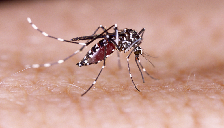 zikavirus-humanskin-resized.jpg