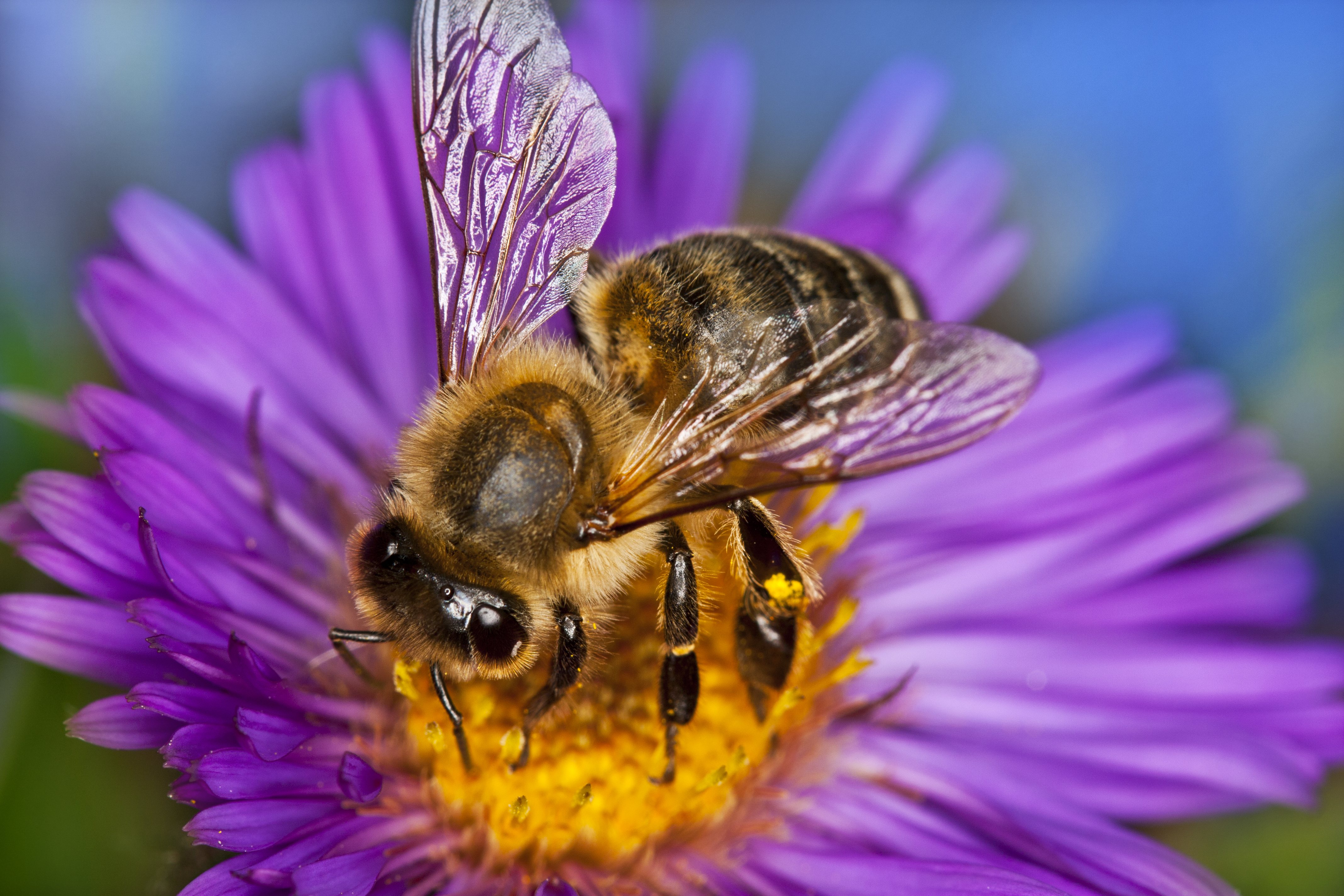 honey-bee-000016378296_Full.jpg