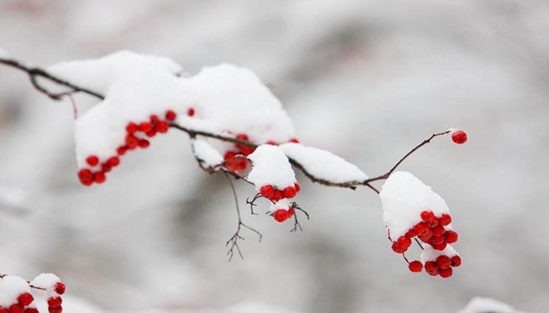 winter tree.jpg