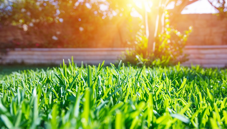 GRASS WTIH GLOW.jpg